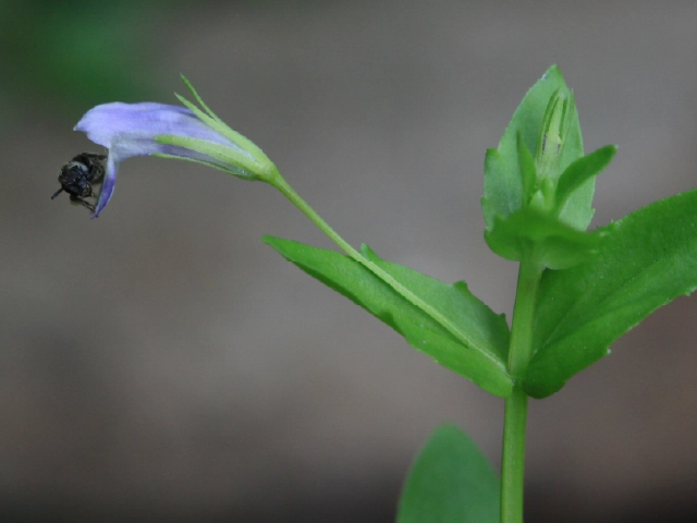 Lindernia procumbens